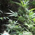 Durban Magic (Seeds Of Africa)