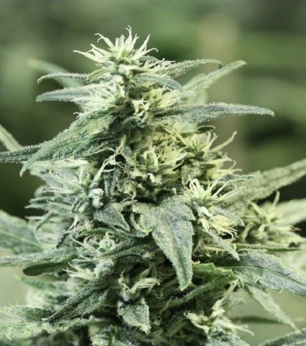 Golden Haze (Devil's Harvest Seeds)