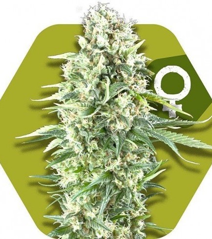 Power Plant XL (Zambeza Seeds)