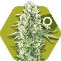 Power Plant XL (Zambeza Seeds)