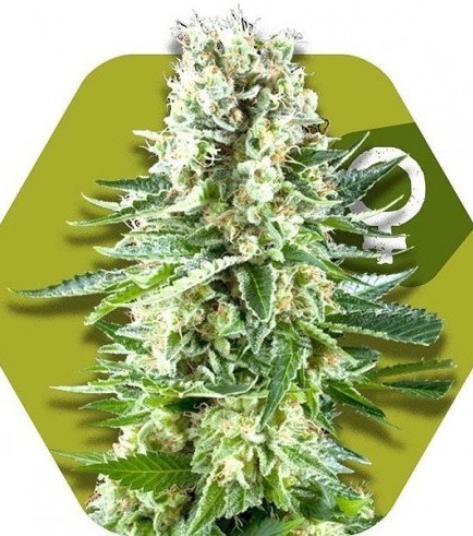 White Widow XL (Zambeza Seeds)