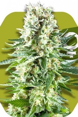 White Widow XL