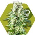 White Widow XL (Zambeza Seeds)