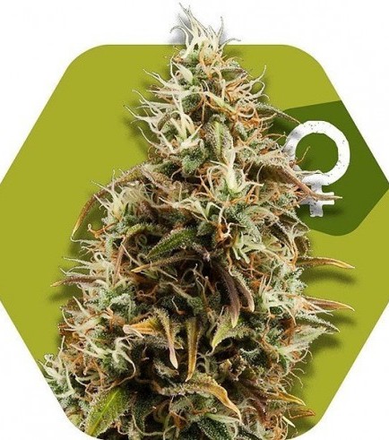 Choco Candy (Zambeza Seeds)