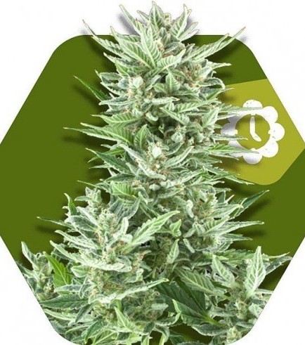 Big Bud XXL Autofiorente (Zambeza Seeds)