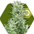 Big Bud XXL Autofiorente (Zambeza Seeds)