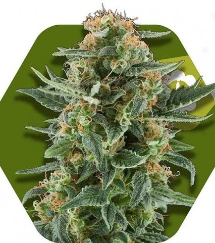 Power Plant XL Autofiorente (Zambeza Seeds)