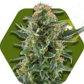 Power Plant XL Autofiorente (Zambeza Seeds)