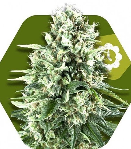 Super Silver Haze Autofiorente (Zambeza Seeds)