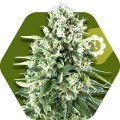 Super Silver Haze Autofiorente (Zambeza Seeds)