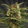 Auto Pounder (Auto Seeds)