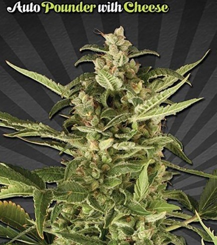 Auto Pounder con Cheese (Auto Seeds)