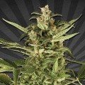 Auto Pounder con Cheese (Auto Seeds)