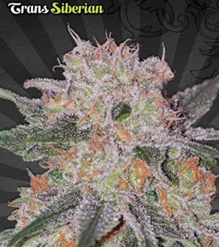 Trans Siberian (Auto Seeds)