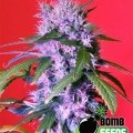 Berry Bomb Auto (Bomb Seeds)