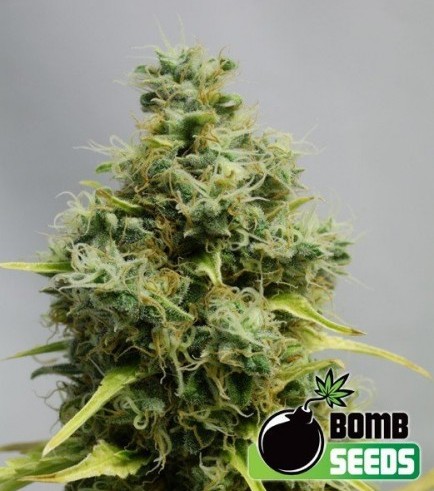 Big Bomb (Bomb Seeds)