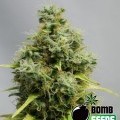 Big Bomb (Bomb Seeds)