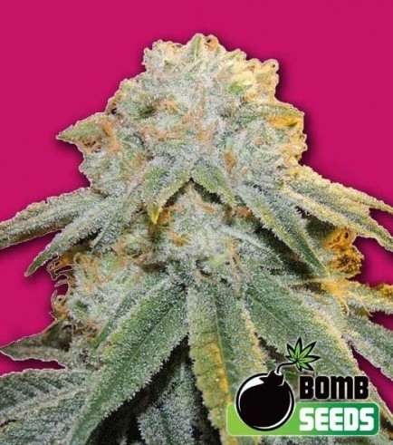 Bubble Bomb (Bomb Seeds)