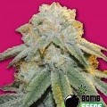 Bubble Bomb (Bomb Seeds)