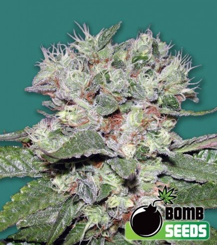 CBD Bomb (Bomb Seeds)