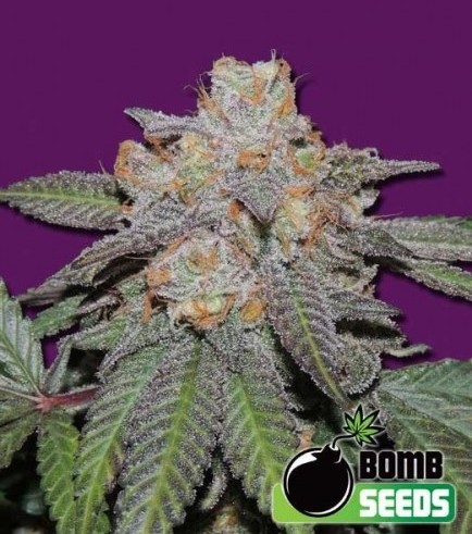 Cherry Bomb Auto (Bomb Seeds)