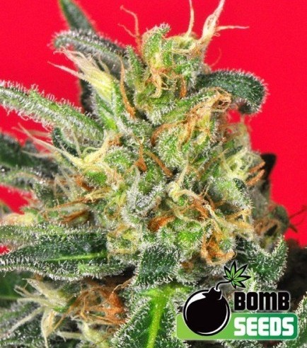 Cluster Bomb (Bomb Seeds)