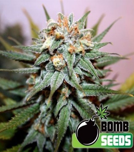 Hash Bomb (Bomb Seeds)