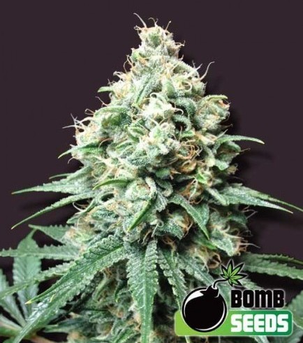 Kush Bomb (Bomb Seeds)