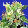 Medi Bomb 2 (Bomb Seeds)