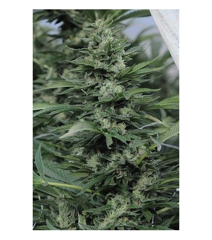 Sour Diesel 2 (Humboldt Seeds)