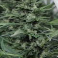 Sour Diesel 2 (Humboldt Seeds)