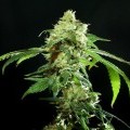 Cannatonic (Resin Seeds)