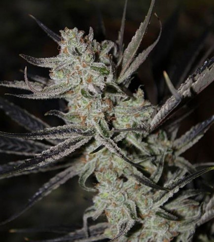 Chernobyl (TGA Subcool Seeds)