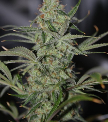 Galactic Jack (TGA Subcool Seeds)