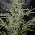 Galactic Jack (TGA Subcool Seeds)