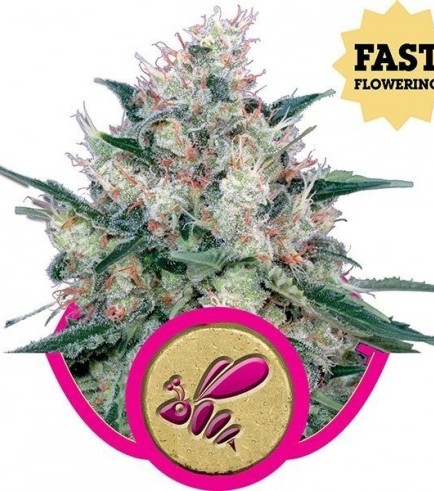 Honey Cream - Fast Flowering (Royal Queen Seeds)