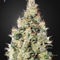 Exodus Cheese Auto CBD (Greenhouse Seeds)