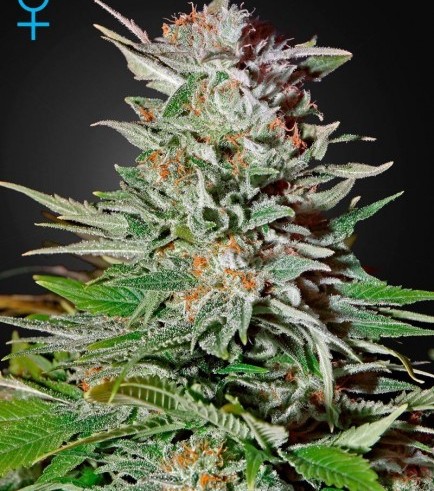 Super Lemon Haze Autofiorente (Greenhouse Seeds)