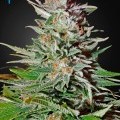 Super Lemon Haze Autofiorente (Greenhouse Seeds)