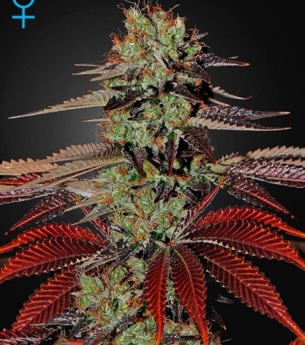 King's Kush Autofiorente (Greenhouse Seeds)