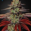 King's Kush Autofiorente (Greenhouse Seeds)