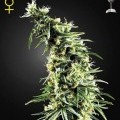 Hawaiian Snow (Greenhouse Seeds)