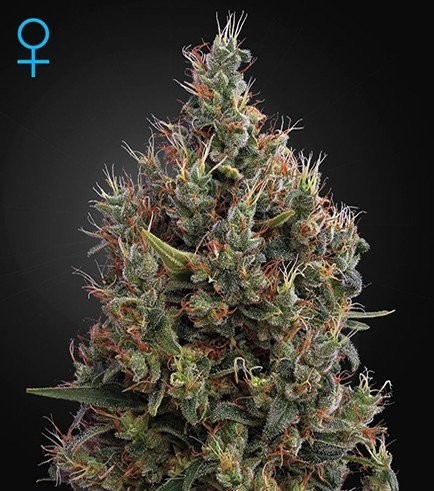 Big Bang Autofiorente (Greenhouse Seeds)