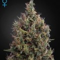 Big Bang Autofiorente (Greenhouse Seeds)