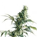 Mexican Sativa (Sensi Seeds)