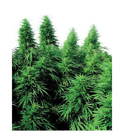 Ruderalis Skunk (Sensi Seeds)