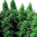 Ruderalis Skunk (Sensi Seeds)