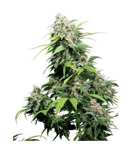 California Indica (Sensi Seeds)