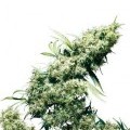 Jamaican Pearl (Sensi Seeds)