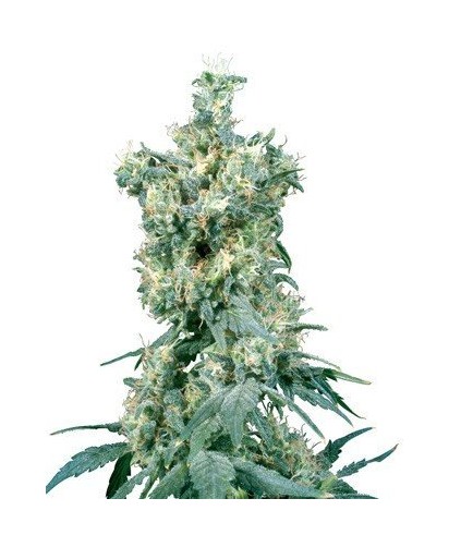 American Dream (Sensi Seeds)